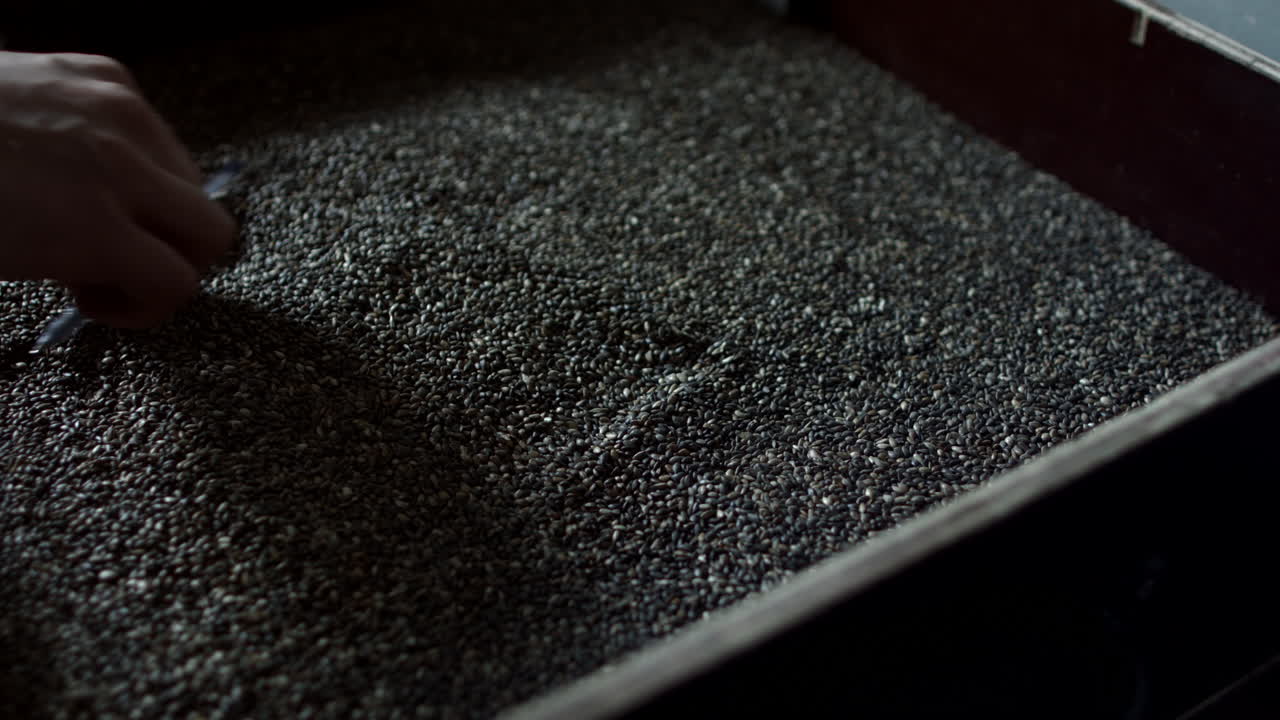 trabajador de la fábrica que comprueba la calidad de las semillas procesadas. control de calidad