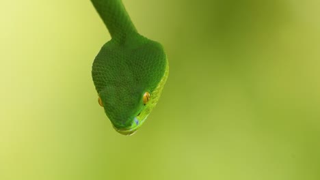 La-Víbora-De-Labios-Blancos-Es-Una-Víbora-Venenosa-Endémica-Del-Sudeste-Asiático-Y-A-Menudo-Se-Encuentra-Durante-La-Noche-Esperando-En-Una-Rama-O-Rama-De-Un-árbol-Cerca-De-Un-Cuerpo-De-Agua-Con-Muchos-Alimentos