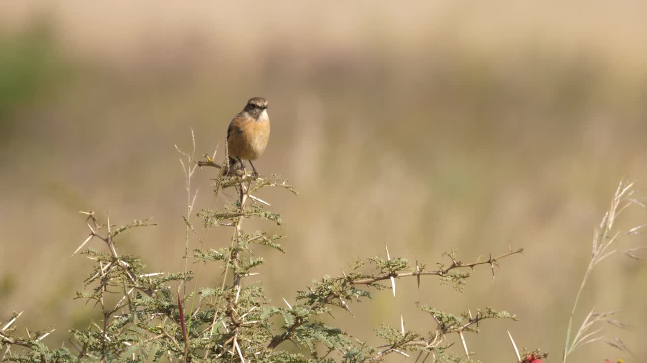 pájaro de chat de piedra africano parado en la parte superior del árbol