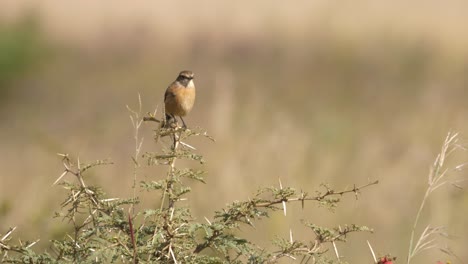 Afrikanischer-Steinchatvogel,-Der-Oben-Auf-Dem-Baum-Steht