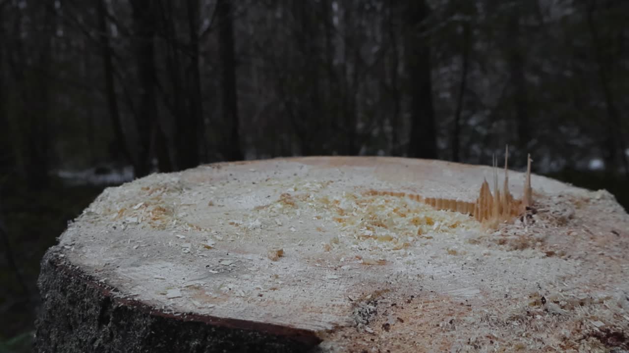 Close up footage of a cut and large sawed tree stump in a forest during winter or autumn with some snow visible in between the trees in the background. Footage is rising up slowly, revealing forest.