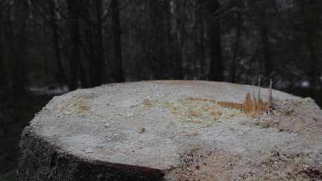 close up footage of a cut and large sawed tree stump in a forest during winter or autumn with some snow visible in between the trees in the background. footage is rising up slowly, revealing forest.