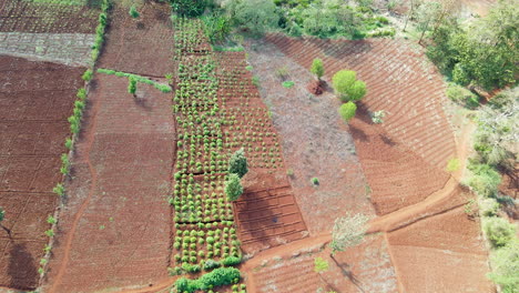 aerial of cultivated farmland in rural kenya