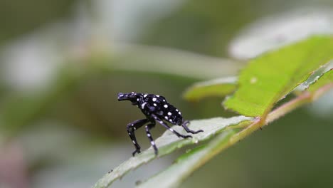 Una-Mosca-De-Linterna-Manchada-Juvenil-Arrastrándose-Sobre-Una-Hoja-En-Un-Día-Soleado