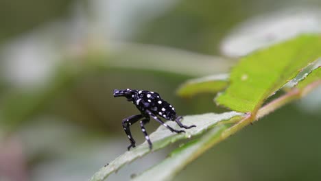 A juvenile spotted lantern fly crawling on a leaf on a sunny day