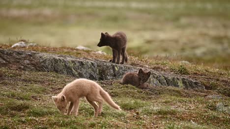 las crías de zorro ártico exploran alrededor de la guarida en la tundra noruega.