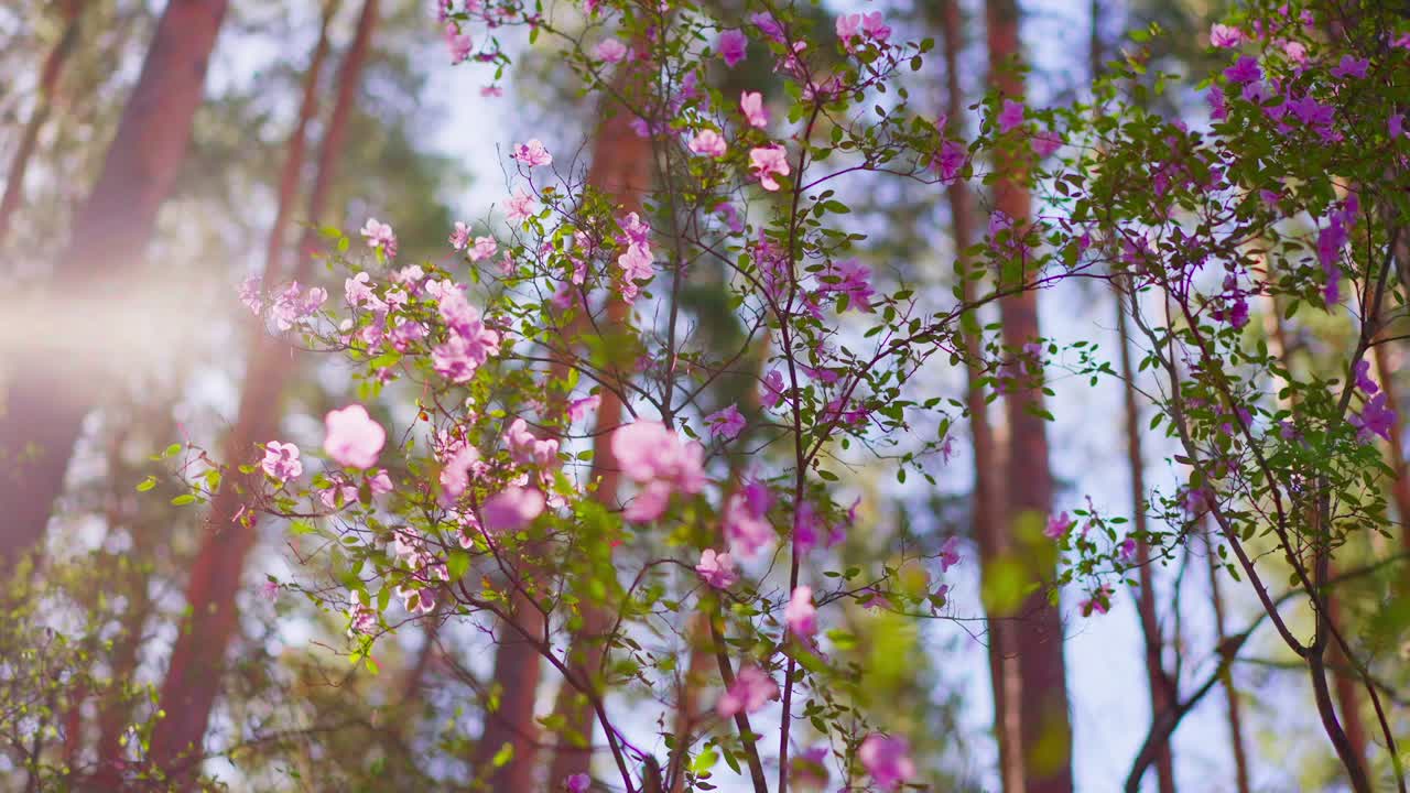 Sunlight filters through blooming pink flowers in forest. Delicate petals glow softly against tall tree trunks. Gentle breeze moves leaves and blossoms slightly