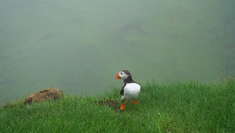 close up of cute and friendly puffin rotating its head 180 degrees