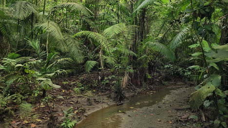 Stable-gimbal-walk-shot-of-amazon-rain-forest---aerial-view