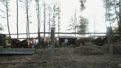 a flock of horses eating hay