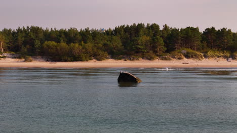 coastal landscape with rock and birds