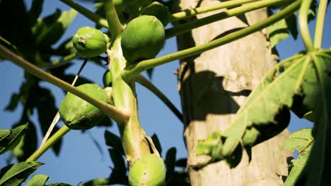 hermosa foto de muchas papayas verdes en una rama de árbol al lado de un gran tronco de árbol cielo azul clima de verano