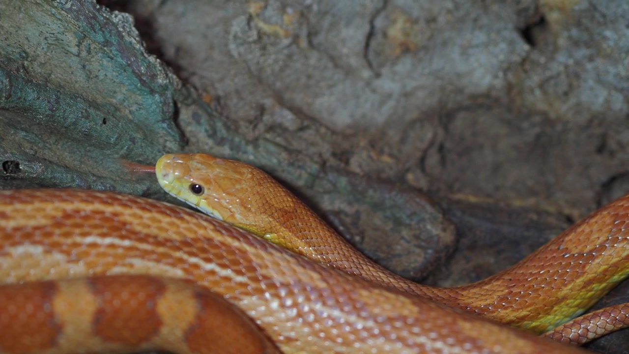 Primo piano di un serpente del grano arancione che fa scattare la lingua