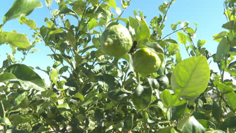 lemon trees