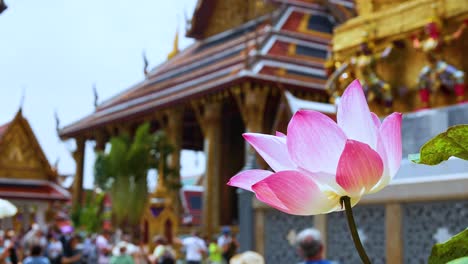 lotus flower with temple and tourists in background