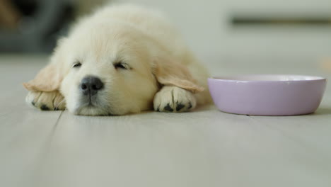 little golden retriever sleeping near his food bowl