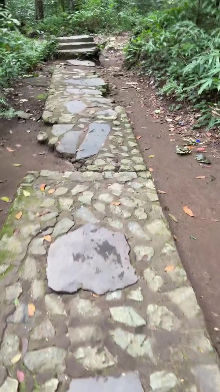Walking Along a Stone Path in a Lush Tropical Forest