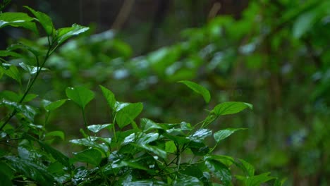 in the rainy season, eastern india receives heavy rainfall during the rainy season