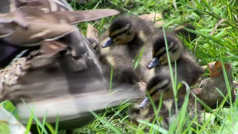 mallard ducklings with their mother on a riverbank in a london park