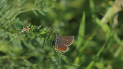 Ein-Schmetterling,-Der-Auf-Grünem-Gras-Sitzt-Und-Herauskommt