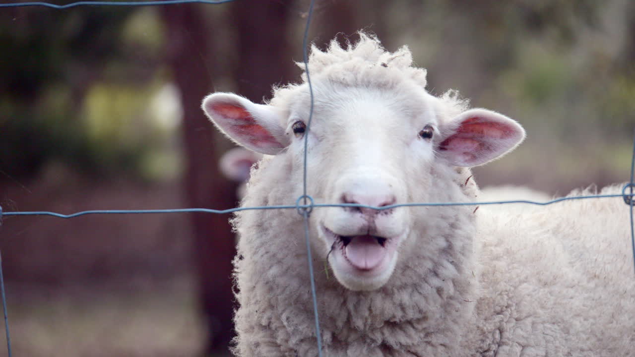 Premium stock video - Female sheep baa's or bleats directly at camera ...