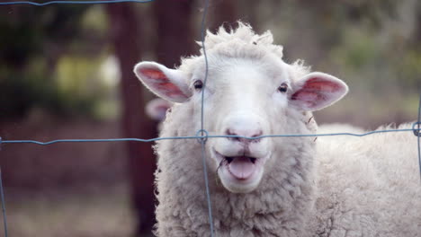 Weibliche-Schafe-Baas-Oder-Meckern-Direkt-In-Die-Kamera,-Zeitlupe