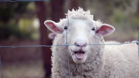 Female Sheep baa&#039;s or bleats directly at camera, SLOW MOTION