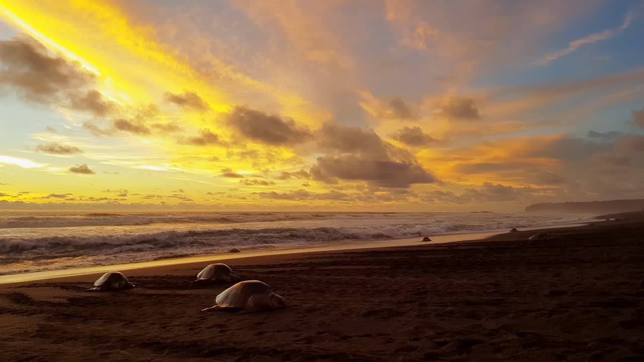 hermosa puesta de sol sobre la playa de ostional en costa rica con tortugas hembra poniendo huevos en la arena