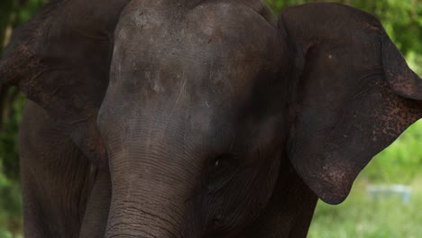 elefante moviendo la cabeza y las orejas suavemente.