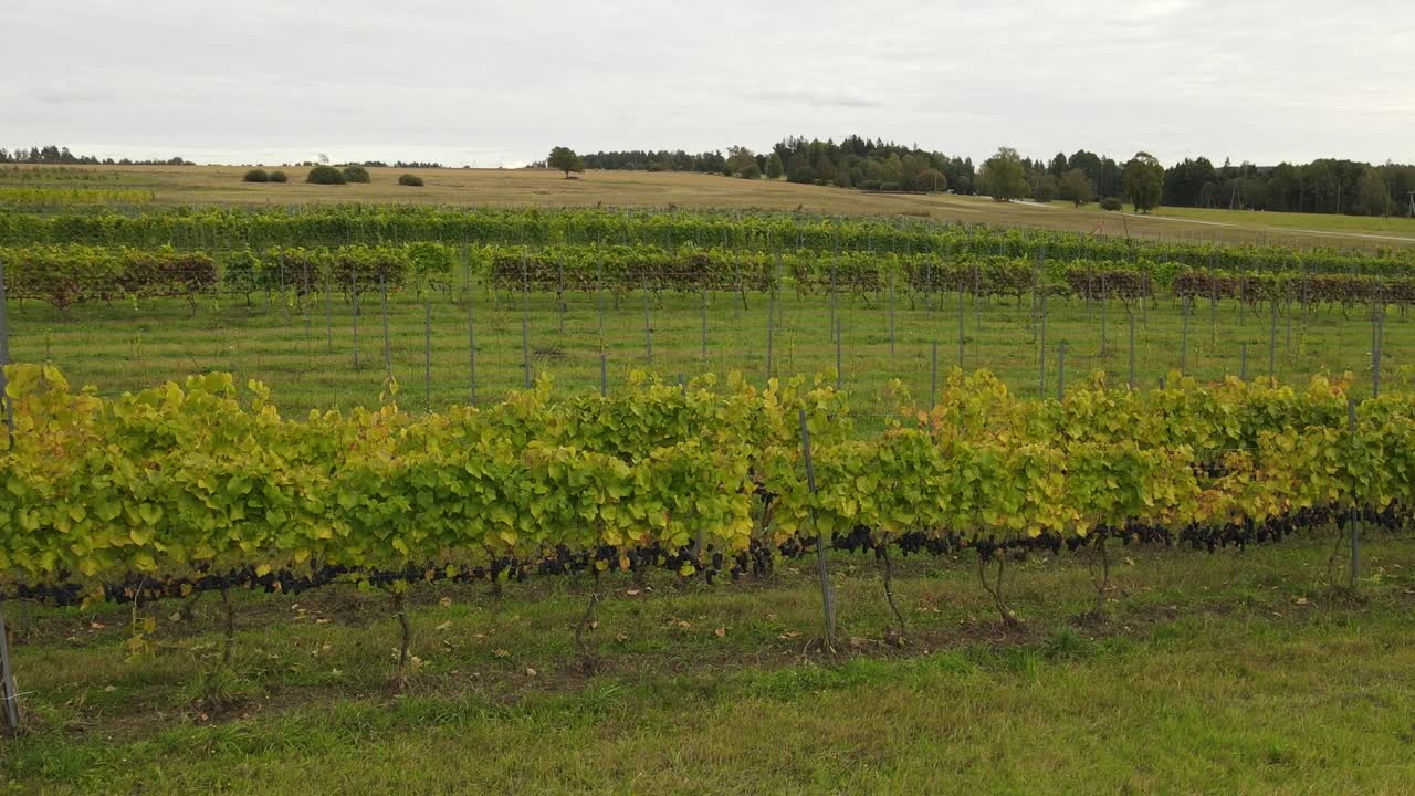 виноградные поляны с ягодами