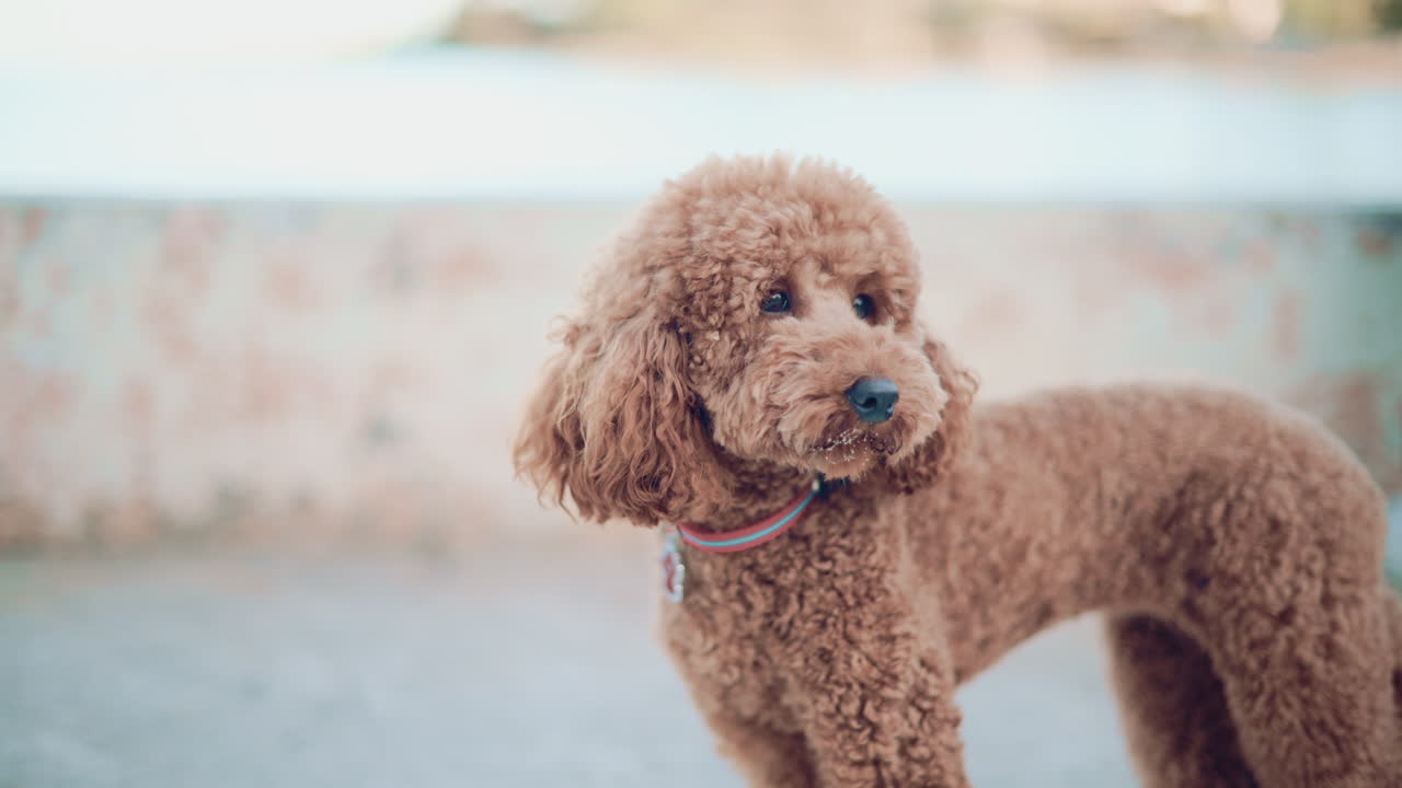 Small brown poodle standing on a pier looking around curiously