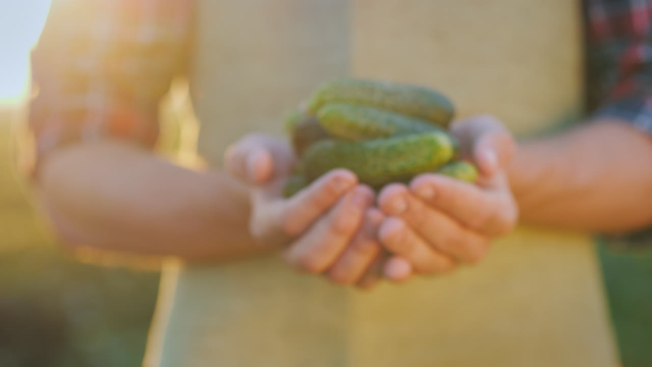 농부의 손은 일에서 온 유기농 제품에서 신선한 오이를 조심스럽게 보여줍니다.