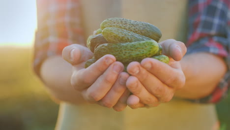 the farmer's hands carefully demonstrate the fresh cucumbers from the field organic products from th