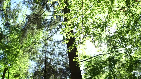 Tobogán-Mágico-En-El-Bosque