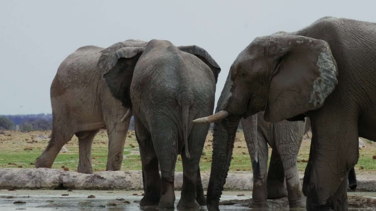 화창한 날 보츠와나의 막가디카디 팬스 국립공원의 물웅덩이에 있는 코끼리 무리 - 패닝 샷을 닫습니다.