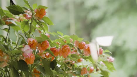 Cerrar-La-Toma-De-Flores-En-Una-Cesta-Colgante