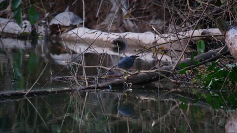 Seen-moving-to-the-right-as-seen-on-a-fallen-log-in-the-water-as-fishes-jumps-out-of-the-water,-Striated-Heron-Butorides-Striata,-Thailand