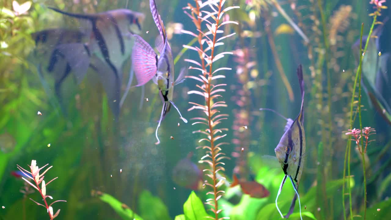 pez ángel (pterophyllum scalare)