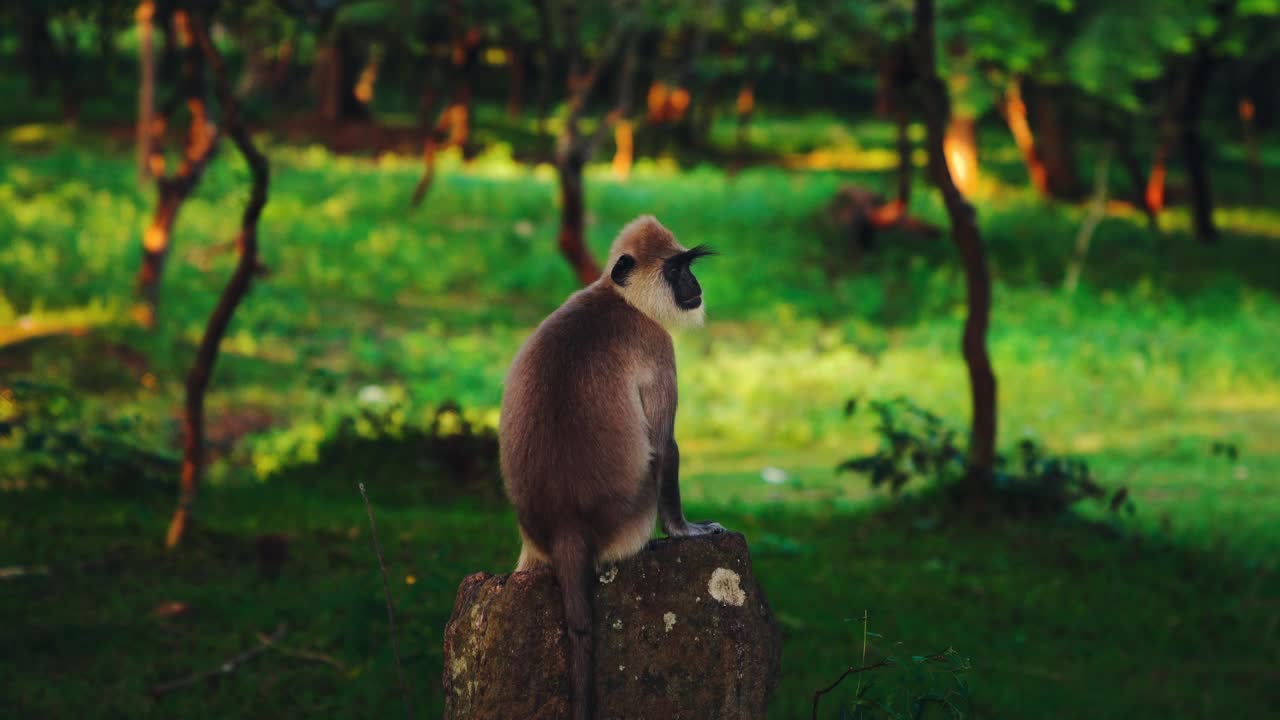 cinemagraph: bucle de video continuo de un mono langur gris lindo y curioso en el templo de polonnaruwa en sri lanka