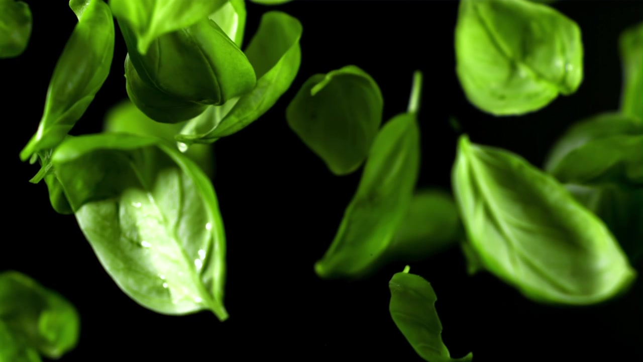Foglie fresche di basilico verde che cadono al rallentatore su sfondo nero