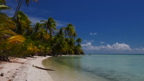 coconut palmtrees on the most beautiful tropical beach of the atoll of fakarava, french polynesia with crystal clear water of the blue lagoon in the background