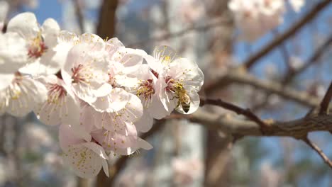 White-Cherry-blossom-close-upon-sunny-weather