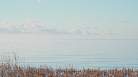 Swans-feeding-on-calm-water-during-early-morning-sunrise