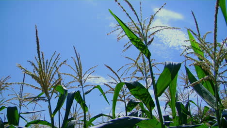 corn stalks sway in the breeze