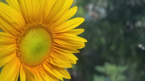 bright yellow sunflower in garden