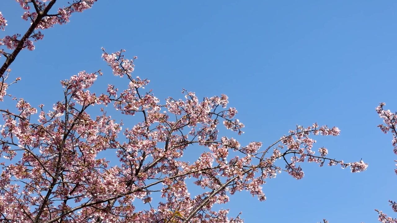 Rami di sakura rosa ondeggiano dolcemente contro un cielo azzurro brillante durante una soleggiata giornata primaverile.