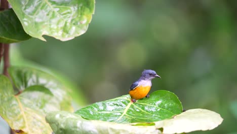 a small, agile male orange bellied flowerpecker is bathing on a green leaf