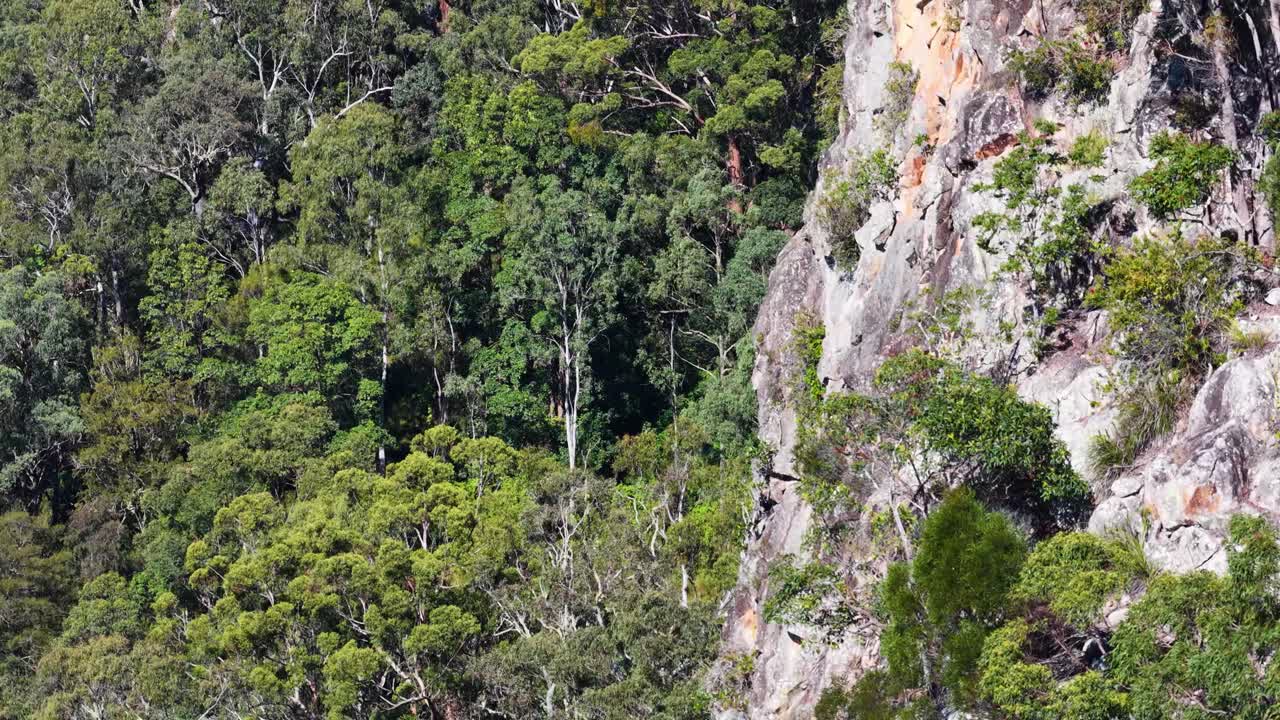Aerial footage captures the lush eucalyptus forest surrounding the rhyolite volcanic plugs of Nimbin Rocks under bright daylight