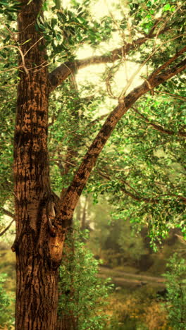 sunlit tree in a lush forest