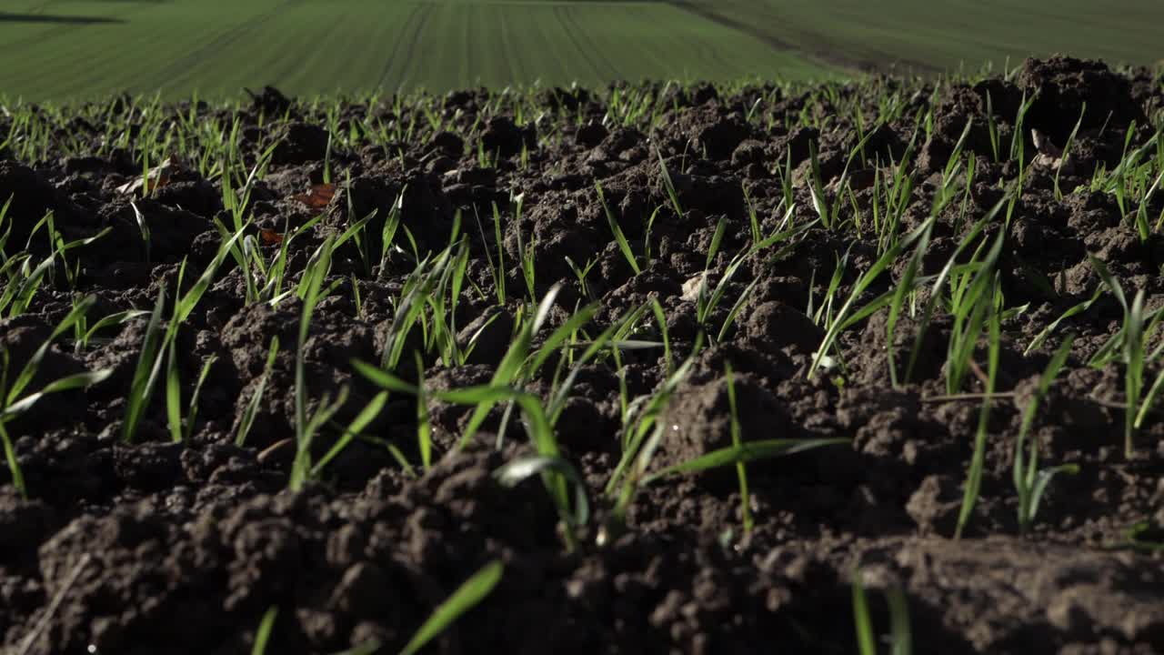 Early green crop shoots on farmland close up panning shot